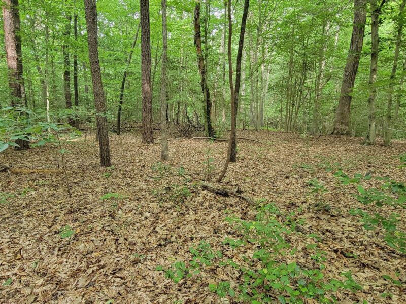 Deep Bottom Park Earthworks photo