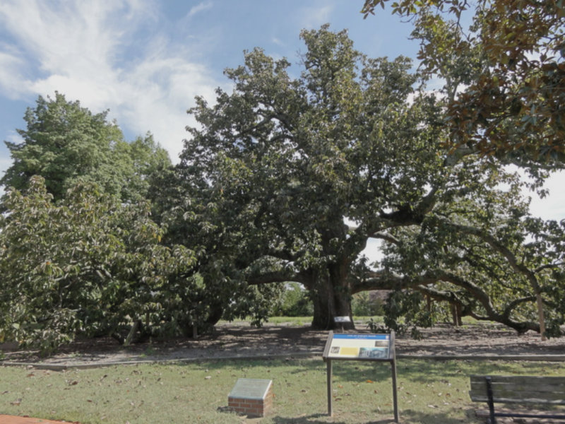 The Violet Bank Cucumber Tree photo