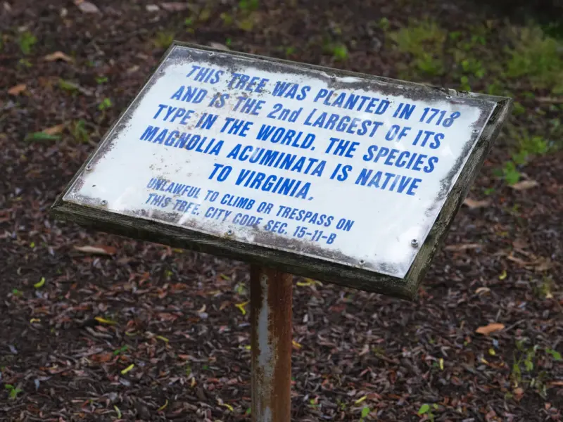 The Violet Bank Cucumber Tree photo